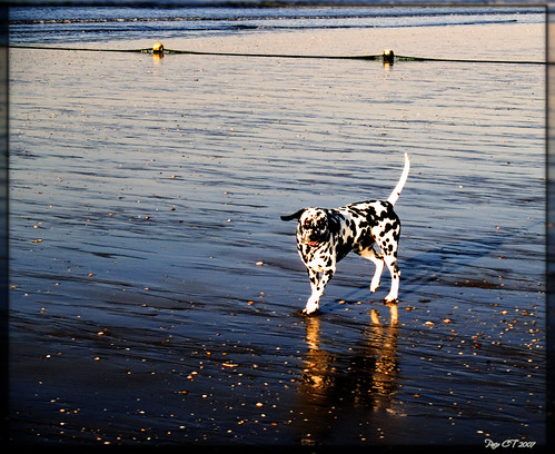 dog beach water animal sunrise spain agua huelva playa perro amanecer 2007 naturesfinest puntaumbria pacoct