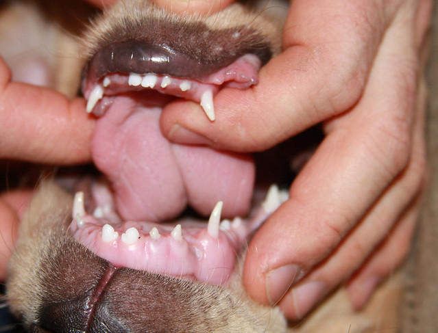 Goodbye puppy teeth! Finley began losing his puppy teeth o… Flickr