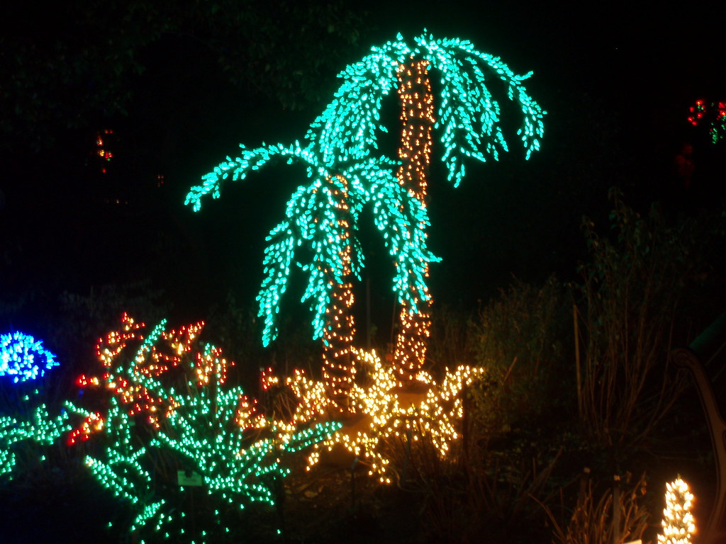 Palm Tree Christmas Lights - a photo on Flickriver