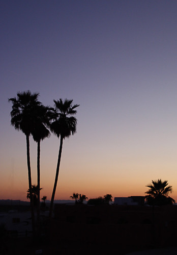 trees sunset vacation usa tree silhouette night relax evening dusk peaceful az palm palmtrees lakehavasucity lakehavasu