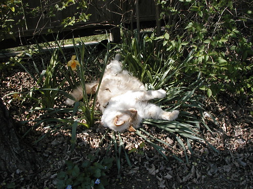 cats flower garden relax flowerbed