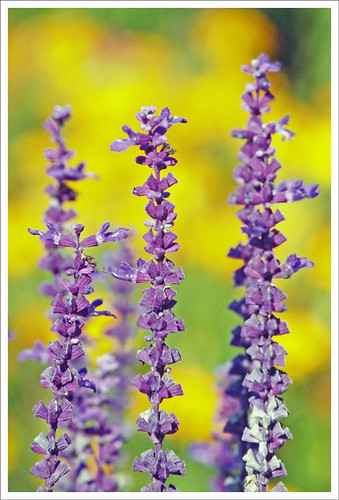flower film yellow flora fuji purple bokeh michigan canoneos5 hdr 2007 sensia smörgåsbord hdrsingleraw kartpostal canonef70200mmf4lusm