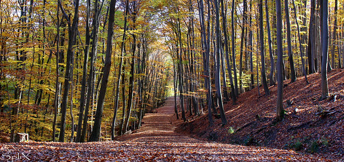 wien vienna canon eos 700d 2470 autumn herbst colours farben nature natur walk spaziergang bottom wood boden forest wald