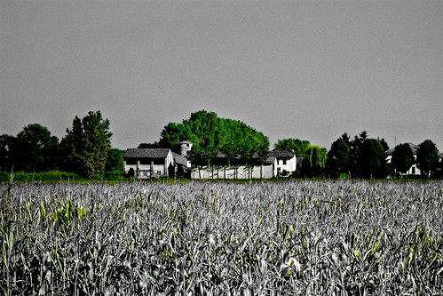 verde green field cutout grey grigio farm campo grano fattoria flickrsbest desaturazioneselettiva abigfave theunforgettablepictures ♥avision♥