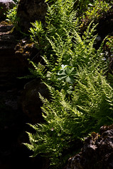 Ferns -- Reader Rock Garden