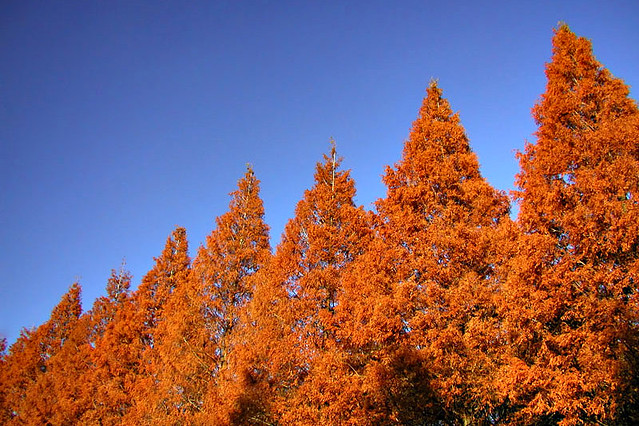 Pine Trees in Fall | Flickr - Photo Sharing!