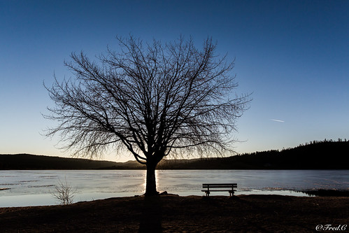 france gel lac lake franchecomte french tree arbre contre jour sun sunset blue canon lens