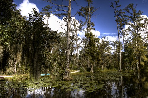 trees water nikon swamp cypressgardens hdr d40