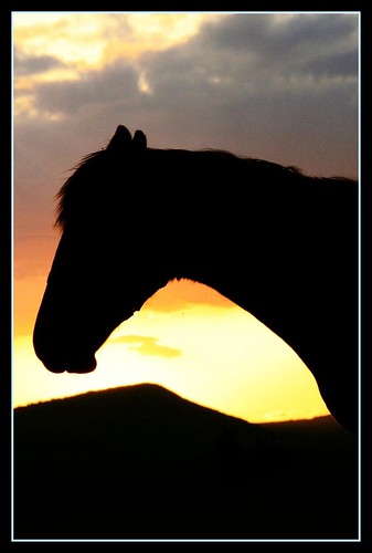 sunset horse contrast slovakia moldava