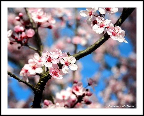california ca pink sky flower tree cherry nikon blossom bokeh napa cherryblossoms nikkor d300 colorphotoaward aplusphoto diamondclassphotographer goldstaraward