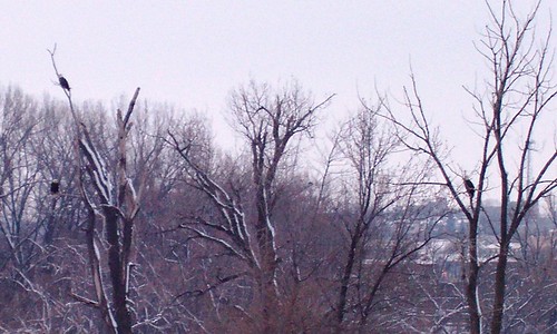 winter snow illinois raptor eagles raptors quadcities rockisland baldeagles rockislandarsenal arsenalisland