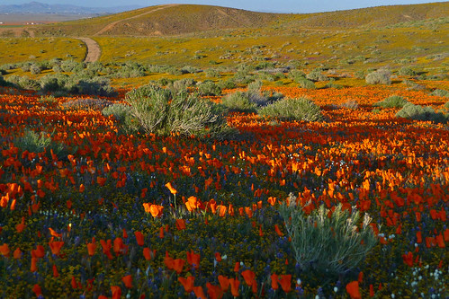 california flowers lumix desert reserve panasonic poppy poppies lancaster wildflowers dmctz5