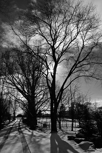 trees winter vacation blackandwhite bw snow cold nature outside outdoors nikon snowy silhouettes idaho boise christmasvacation wintervacation boiseidaho nikond40