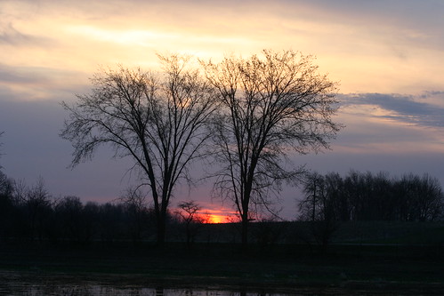trees sunrise geese farm barns