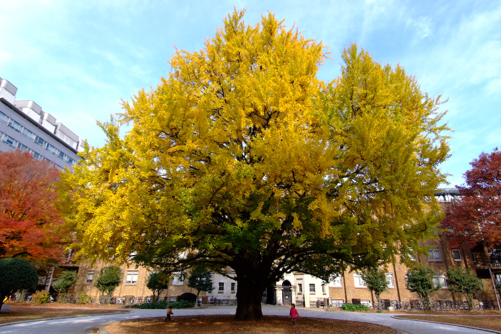Chinese Ginkgo Tree Is a Symbol of Autumn And Long Life