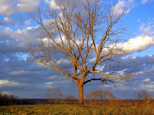 winter sky sunlight tree nature clouds landscape geotagged golden evening scenery pretty walnut wv westvirginia independence mothernature hilltop treestand rcvernors