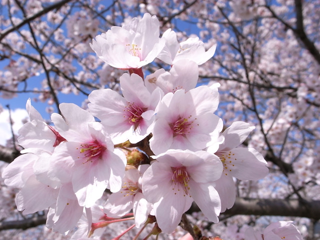 桜10　Cherry blossom