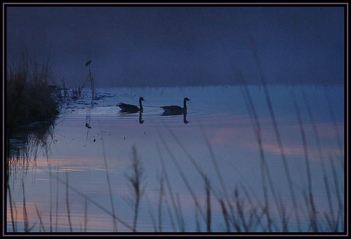 morning mist geese pond bloomington redwingedblackbird bloomingtonillinois mcgrawpark
