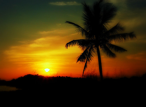 sunset sky coast landscapes sundown florida dusk palm palmtree evergladesnationalpark breathtaking blueribbonwinner arunas aplusphoto artlegacy flickrestrellas breathtakinggoldaward flamingoatsunset moodcreations
