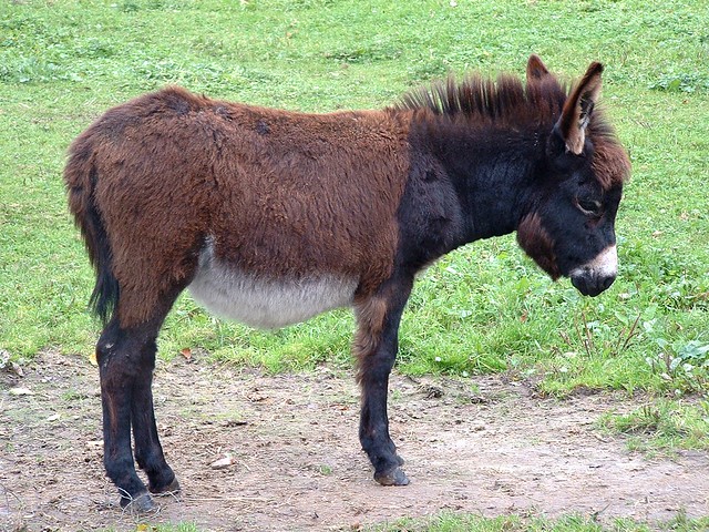 petit d'âne / baby donkey