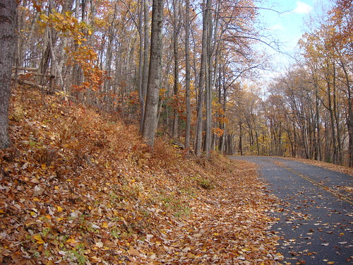 road fall leaves yellow blueridgeparkway