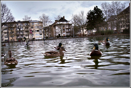 city parque gare ducks luxembourg ville patos