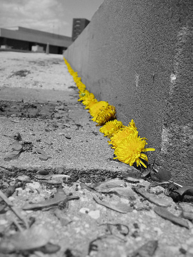flowers bw color macro nature wall photoshop pov cityhall perspective pointofview poughkeepsie iraqwar dandelions