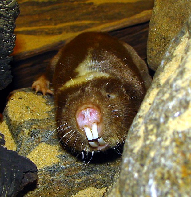Mole rat smiley face | Flickr - Photo Sharing!