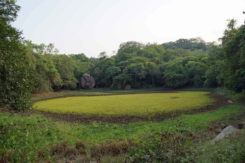 ulpotha srilanka landscape landschaft green