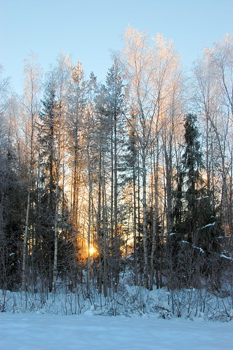 morning trees winter snow cold sunrise sweden places villages juoksengi