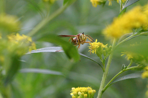 macro nature closeup wasp insects bugs wildflowers canondigitalrebelxt ragwort