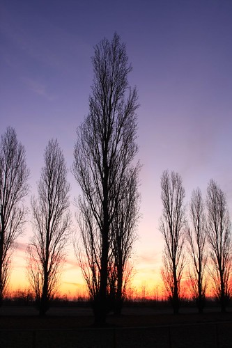 trees alberi sunrise landscape alba fanzolo