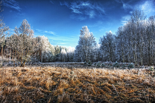 blue winter sky tree grass illustration clouds forest photoshop frost path meadow wonderland hdr dcdead