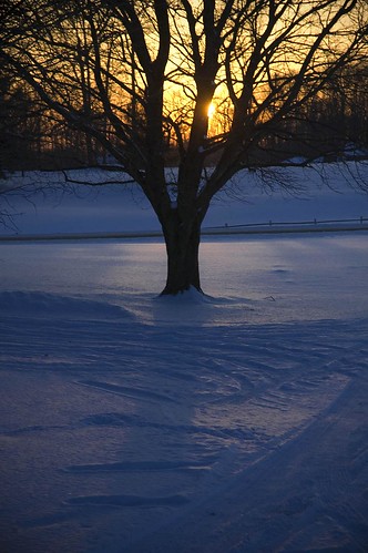 trees winter sunset snow