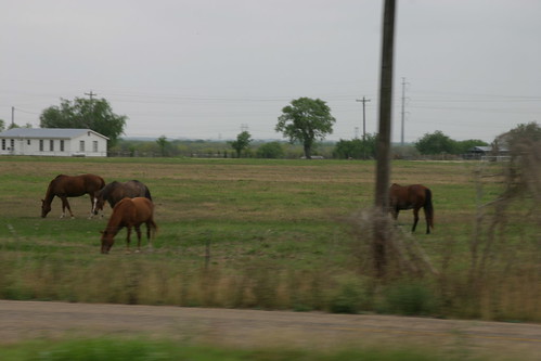 horse texas corpuschristi i37