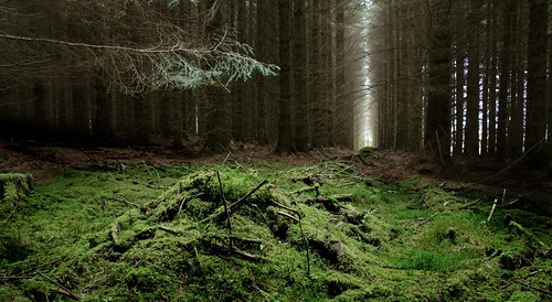 trees pine forest woodland landscape scotland deep environment enchanted albell