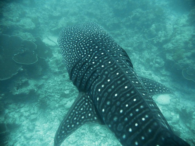 Whale Shark - Maldives