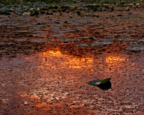 sunset reflection lily pad brazosbendstatepark houstonist