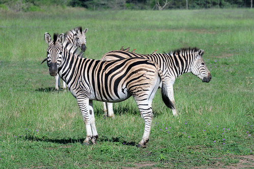 southafrica wildlife zebra d300 nikkor70200mmf28gedvrii
