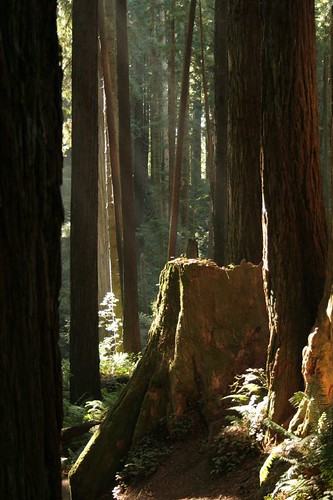 california forest landscape arcata