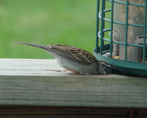 bird tn tennessee sparrow chipping chippingsparrow emberizidae passeriformes spizellapasserina passerina spizella