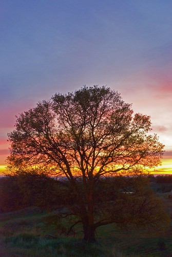 sunset tree colors night auburn