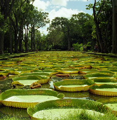 The Giant Lily Pond