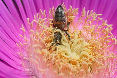 Bee and Flower Macro, Arsuz, Turkey