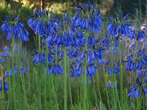 Agapanthus inapertus is of the deepest blue of all agapanthus