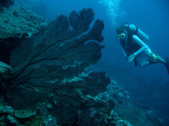 Diving Fiji