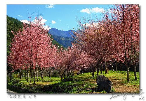 mountain cherry asia farm blossoms taiwan taichung 台灣 2008 山 臺灣 台中 feburary 櫻花 武陵農場 武陵 wuling