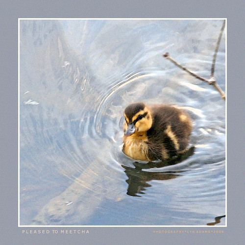 animals spring babies wildlife ducklings waterfowl
