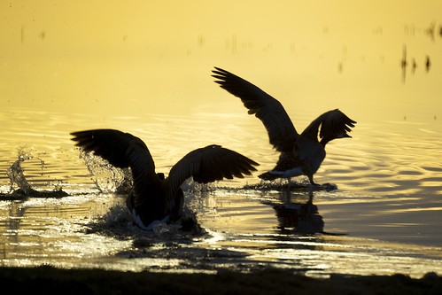 sunset reflection silhouette geese reflex sony canadian goose alpha 500mm autofocus a900