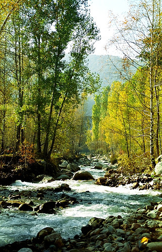trees green nature water beautiful beauty river spring explore flowing kazakhstan almaty naturesfinest explored excellentscenic